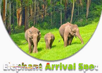 Elephant Arrival Spot