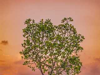 Poovar Island Escape Tour Package